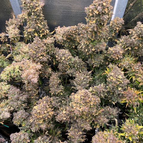 Mimosa Cake Auto growlog timeline photo