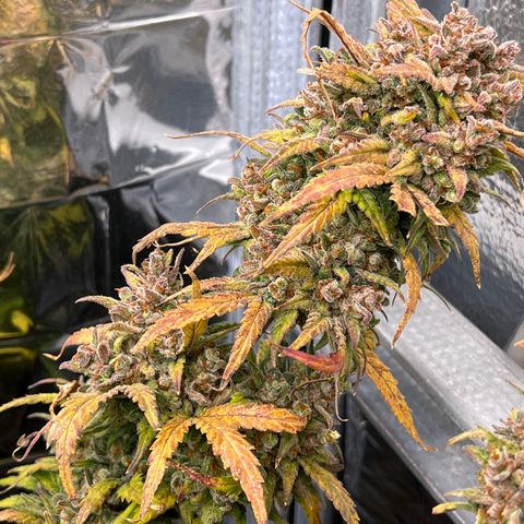 Wedding Glue Auto growlog timeline photo