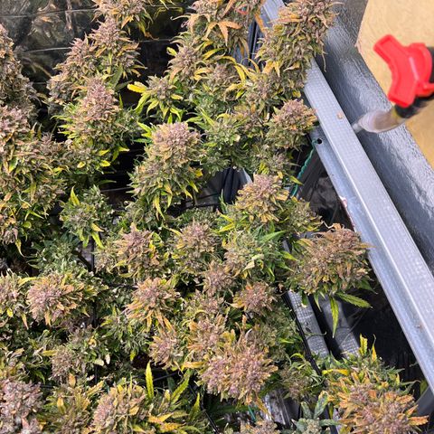 Wedding Glue Auto growlog timeline photo