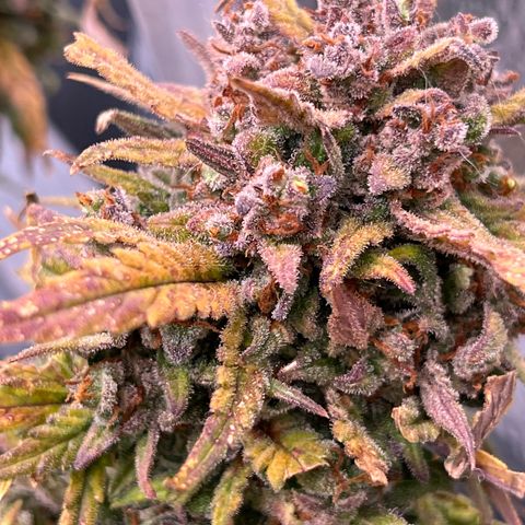 Wedding Glue Auto growlog timeline photo