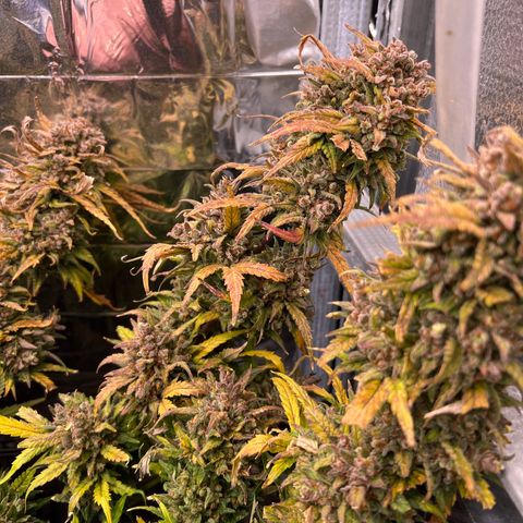 Wedding Glue Auto growlog timeline photo