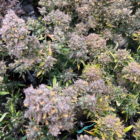Hawaii Maui Waui Automatic growlog timeline photo