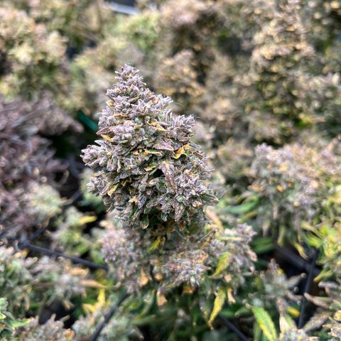 Hawaii Maui Waui Automatic growlog timeline photo