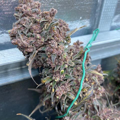 Blueberry Kush Automatic growlog timeline photo