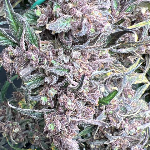 Blueberry Kush Automatic growlog timeline photo