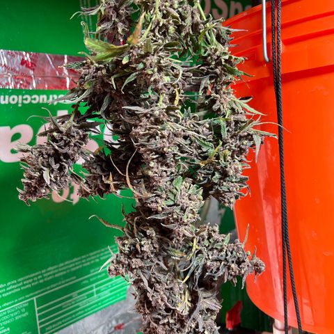 Blueberry Kush Automatic growlog timeline photo
