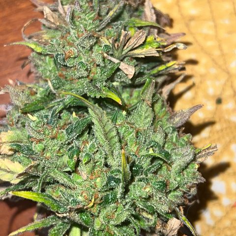 Wedding Glue Auto growlog timeline photo
