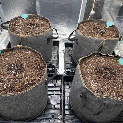The volunteer (Maui Waui) growlog photo: Potted this morning!
Went with 4 this time.
Although I harvested 2+ lbs from last grow!