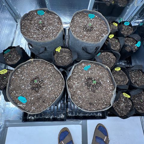 The volunteer (Maui Waui) growlog timeline photo