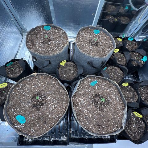 The volunteer (Maui Waui) growlog timeline photo