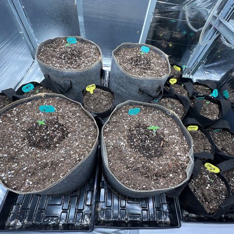 The volunteer (Maui Waui) growlog timeline photo
