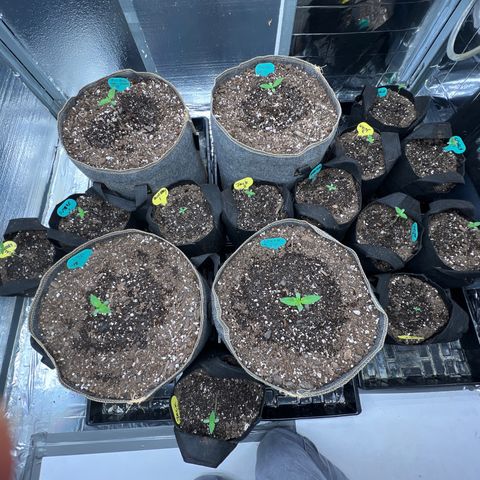 The volunteer (Maui Waui) growlog timeline photo