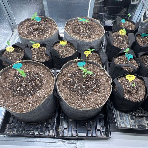 The volunteer (Maui Waui) growlog timeline photo