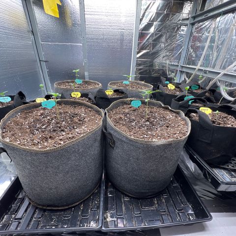 The volunteer (Maui Waui) growlog timeline photo