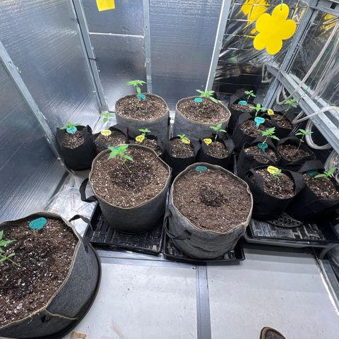 The volunteer (Maui Waui) growlog timeline photo