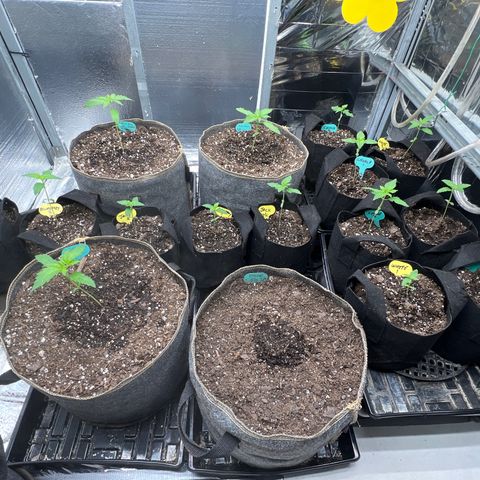 The volunteer (Maui Waui) growlog timeline photo