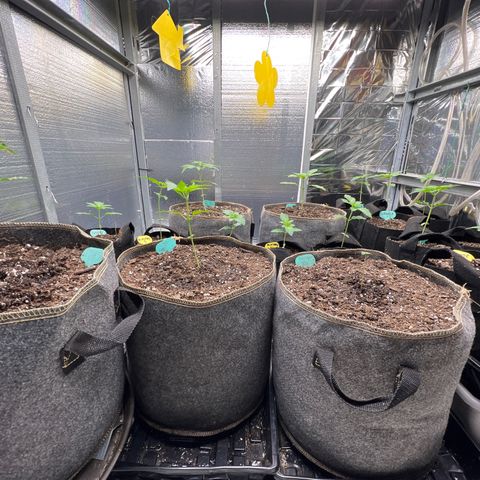 The volunteer (Maui Waui) growlog timeline photo