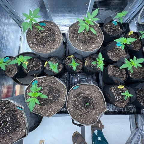 The volunteer (Maui Waui) growlog timeline photo