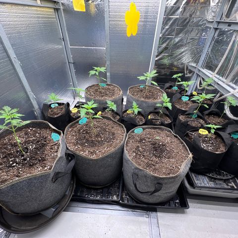 The volunteer (Maui Waui) growlog timeline photo