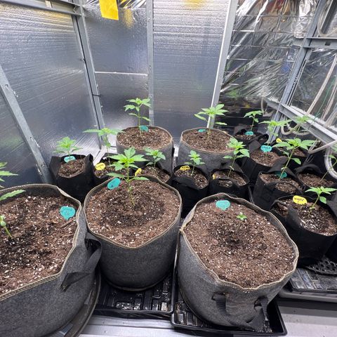 The volunteer (Maui Waui) growlog timeline photo