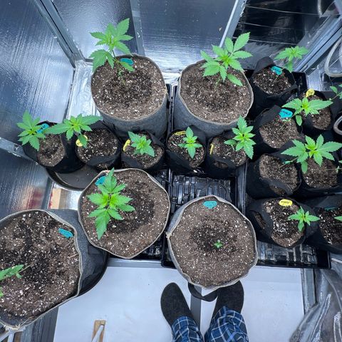 The volunteer (Maui Waui) growlog timeline photo