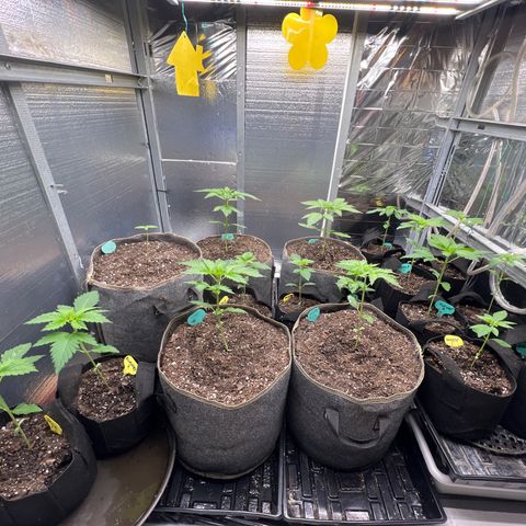 The volunteer (Maui Waui) growlog timeline photo