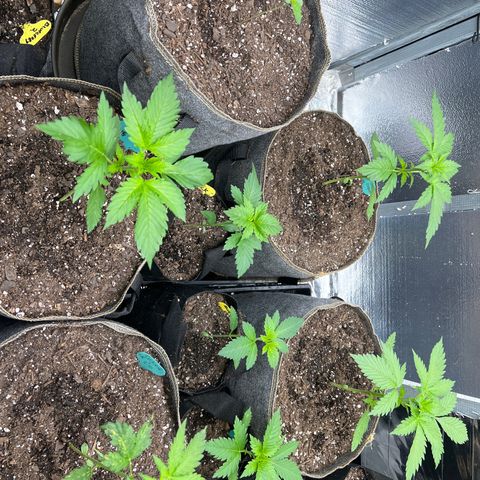The volunteer (Maui Waui) growlog timeline photo