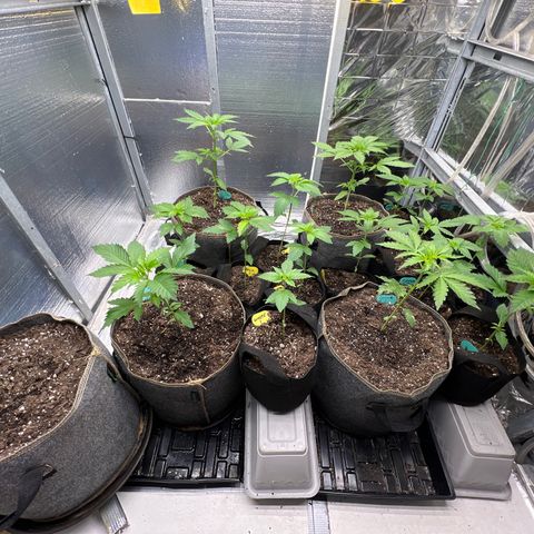 The volunteer (Maui Waui) growlog timeline photo