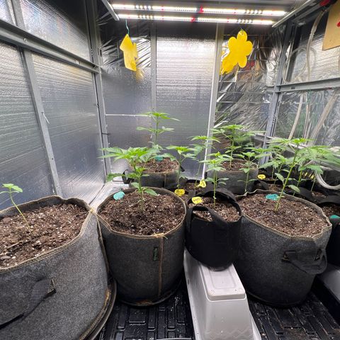 The volunteer (Maui Waui) growlog timeline photo