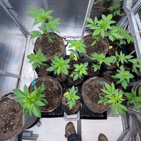 The volunteer (Maui Waui) growlog timeline photo