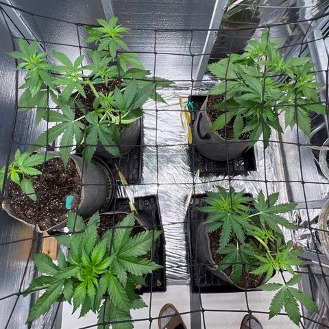 The volunteer (Maui Waui) growlog timeline photo
