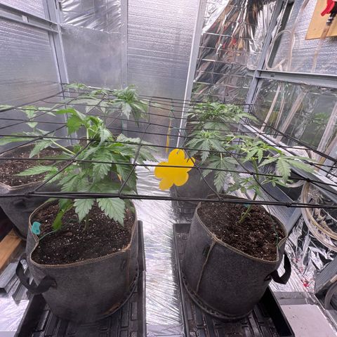 The volunteer (Maui Waui) growlog timeline photo