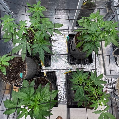 The volunteer (Maui Waui) growlog timeline photo