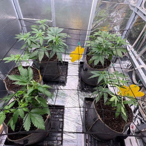 The volunteer (Maui Waui) growlog timeline photo