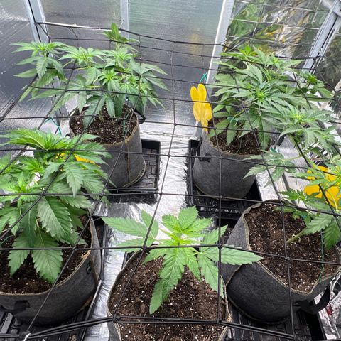 The volunteer (Maui Waui) growlog timeline photo