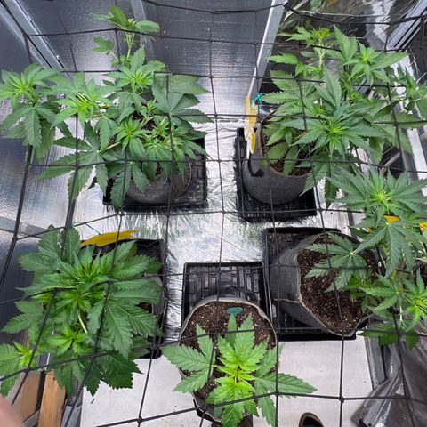 The volunteer (Maui Waui) growlog timeline photo