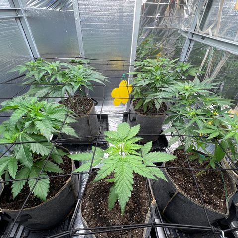 The volunteer (Maui Waui) growlog timeline photo