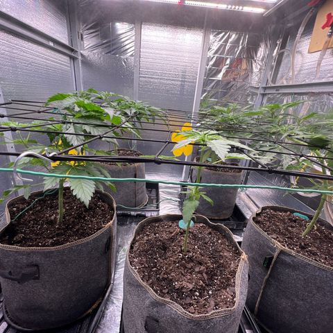 The volunteer (Maui Waui) growlog timeline photo