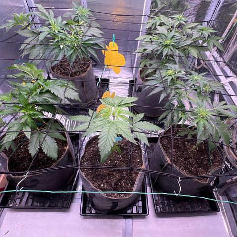 The volunteer (Maui Waui) growlog timeline photo