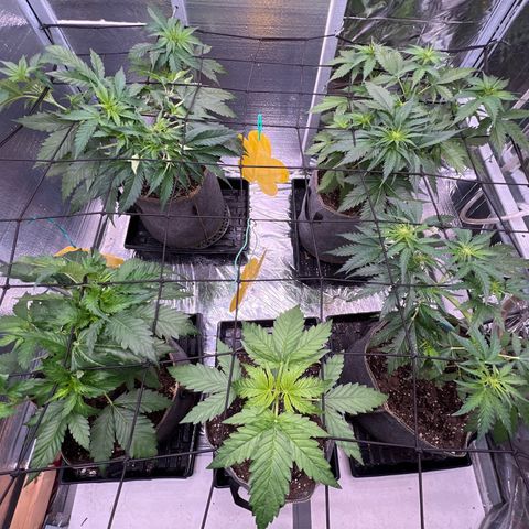 The volunteer (Maui Waui) growlog timeline photo
