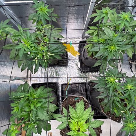 The volunteer (Maui Waui) growlog timeline photo