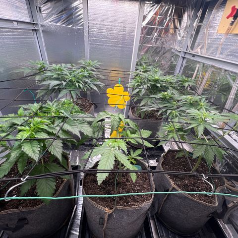 The volunteer (Maui Waui) growlog timeline photo