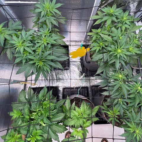 The volunteer (Maui Waui) growlog timeline photo