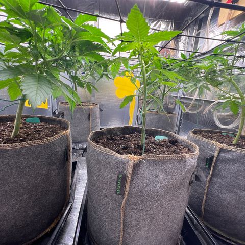 The volunteer (Maui Waui) growlog timeline photo
