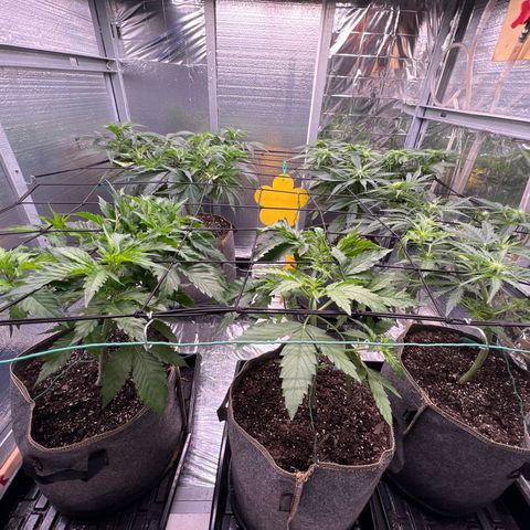 The volunteer (Maui Waui) growlog timeline photo