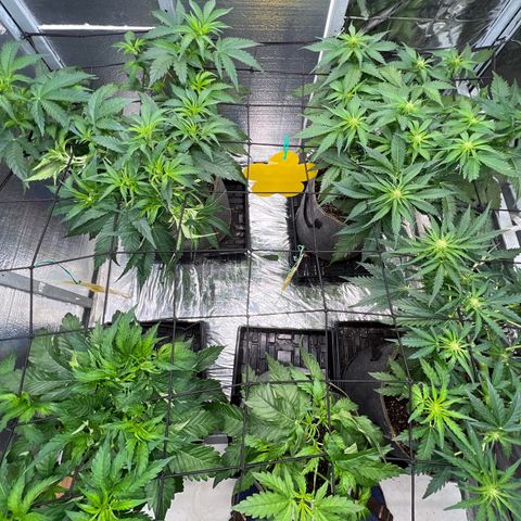 The volunteer (Maui Waui) growlog timeline photo