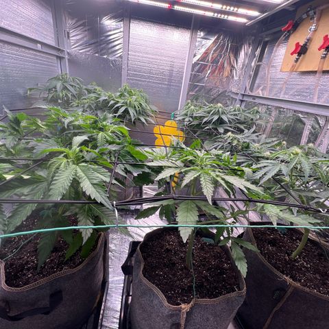 The volunteer (Maui Waui) growlog timeline photo
