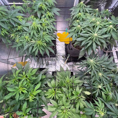The volunteer (Maui Waui) growlog timeline photo