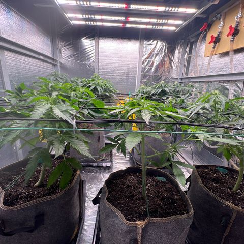 The volunteer (Maui Waui) growlog timeline photo