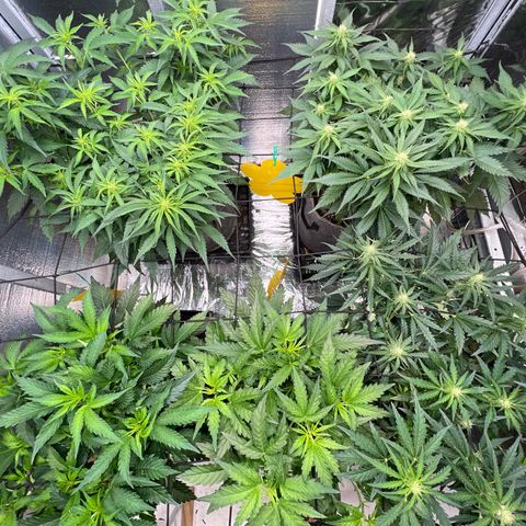 The volunteer (Maui Waui) growlog timeline photo